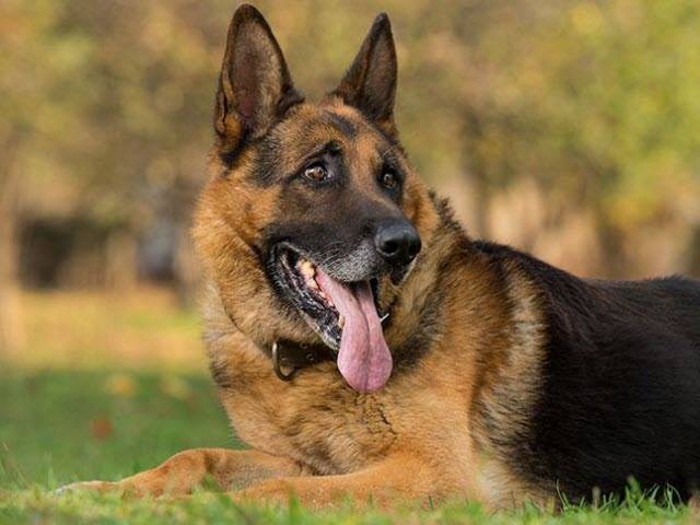 Dogs Valley