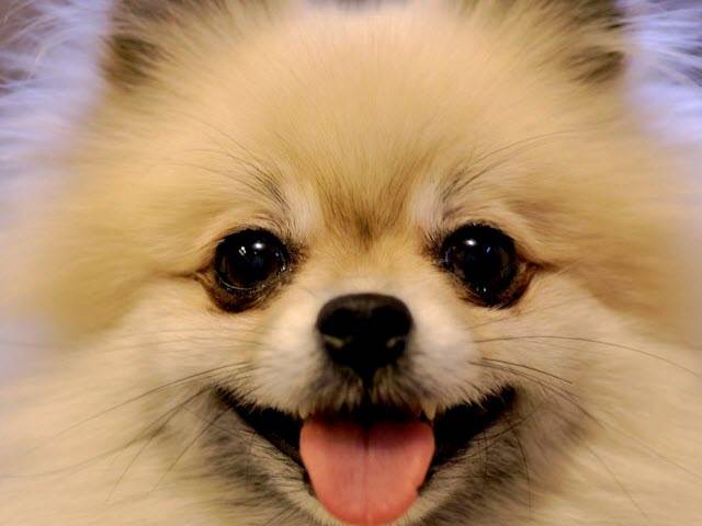 Pomboo official