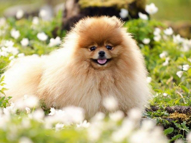 Pomboo official